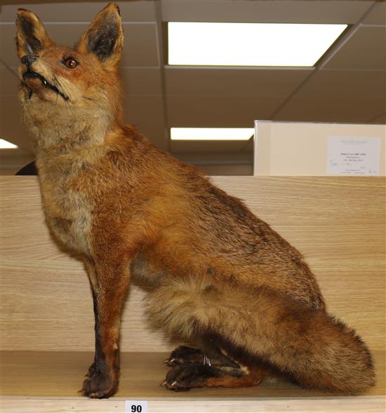 A taxidermy seated fox